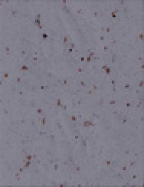 Lenkerband Cinelli CORK